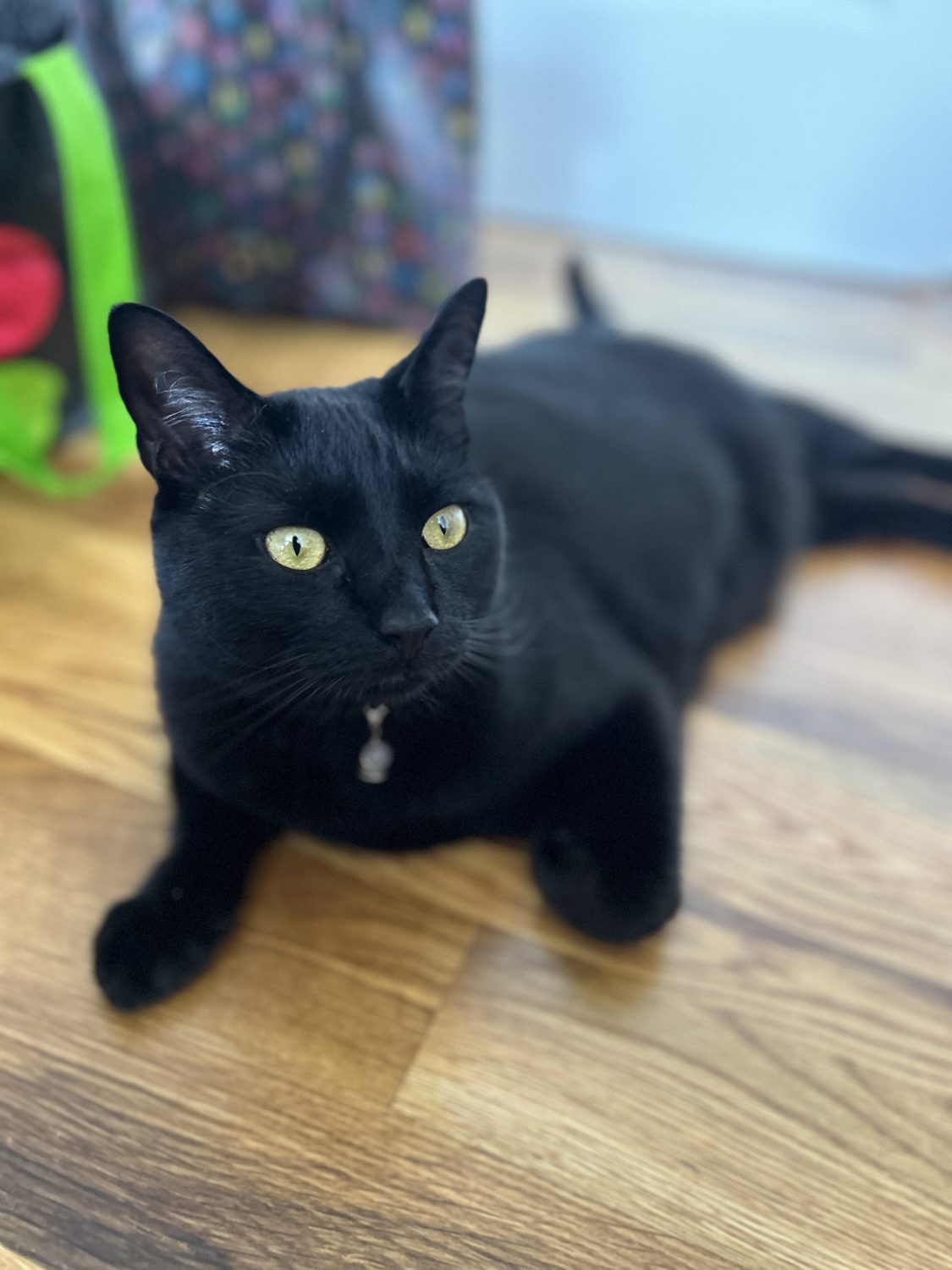 Terra, a black cat wearing a bell collar, on a wood floor