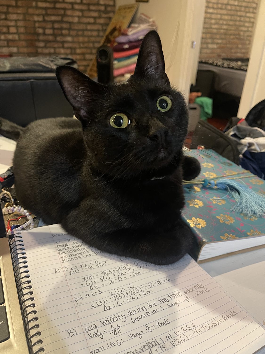 Terra, a black cat, perched on top of a physics notebook