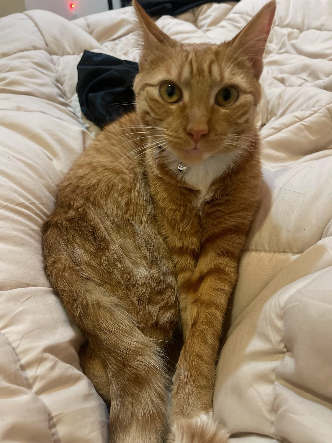 Window, an orange tabby cat, resting on a bed