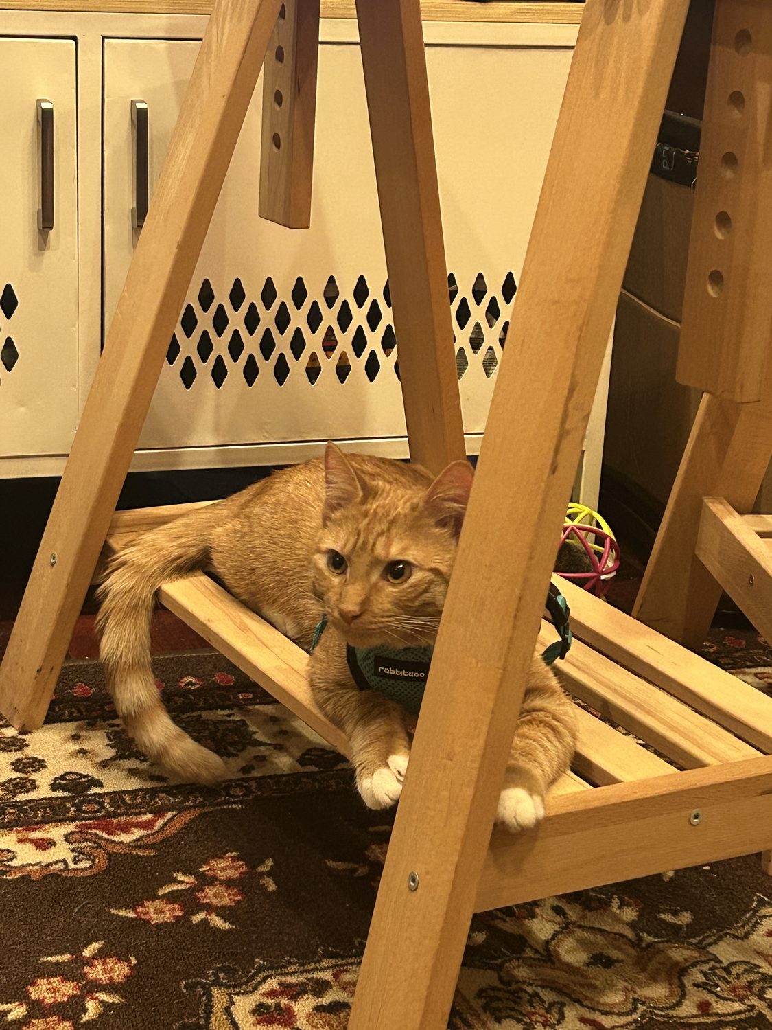 Window, an orange tabby in a harness, beside a pile of cat toys